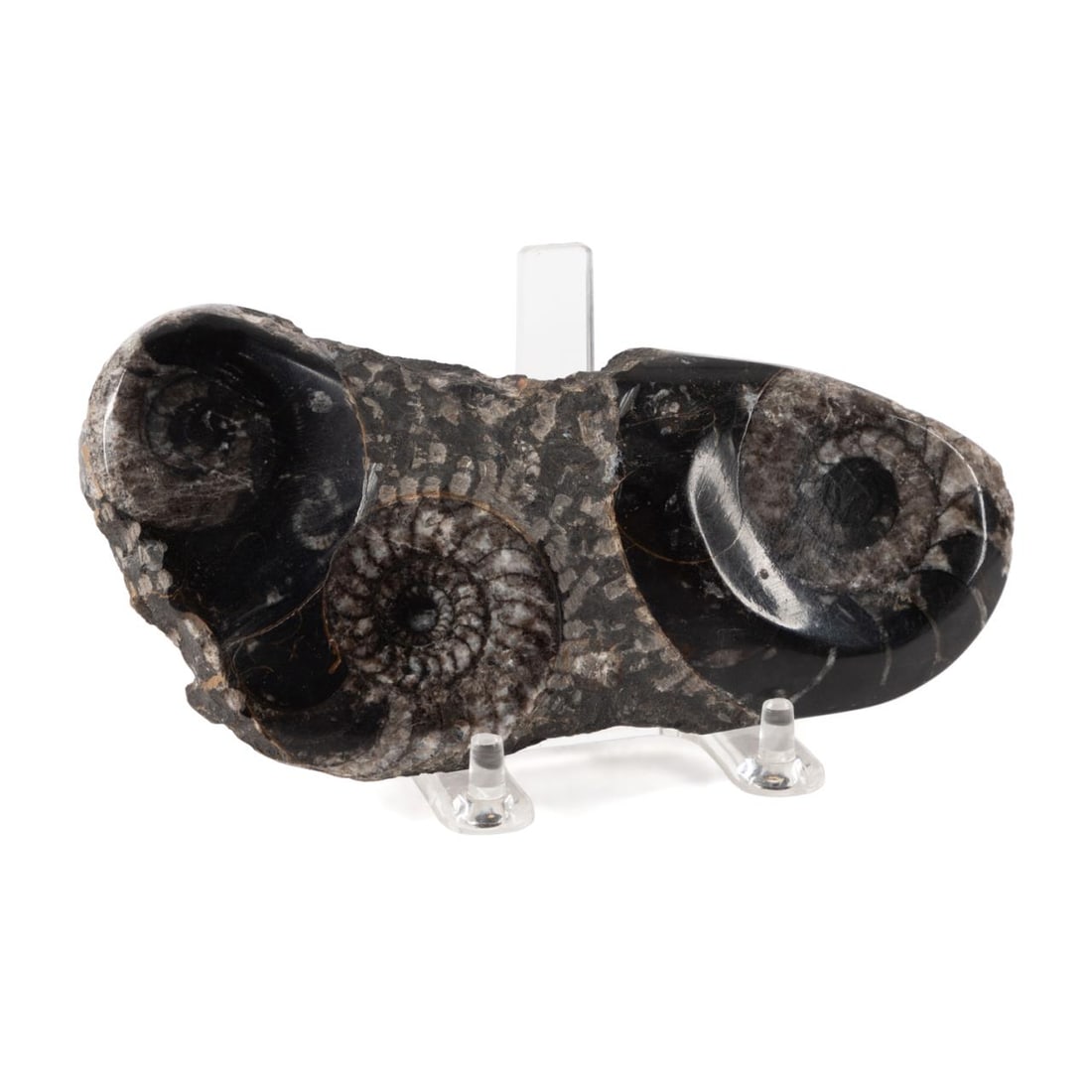 POLISHED FOSSIL SPECIMEN PLATE WITH TWO AMMONITES (1 of 7)