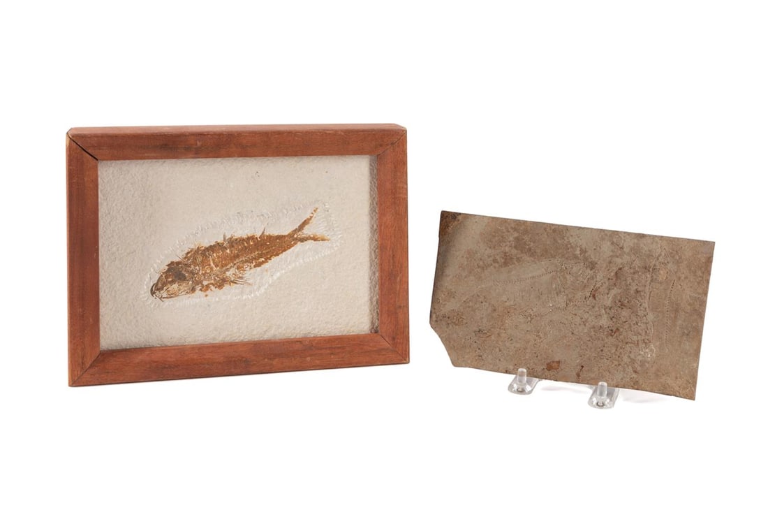 TWO FOSSIL FISH SPECIMEN PLAQUES, ONE FRAMED (1 of 9)