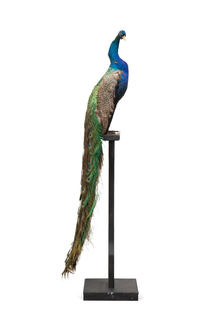 TAXIDERMY PEACOCK MOUNT ON BLACK STAND (1 of 8)