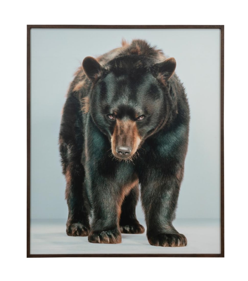 JILL GREENBERG OFFSET PHOTO PORTRAIT OF BEAR (1 of 4)