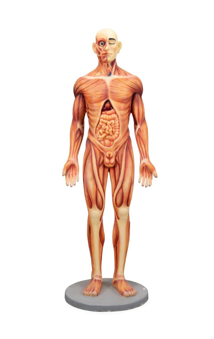 LIFE SIZE MALE ANATOMICAL MODEL, 6' (1 of 6)