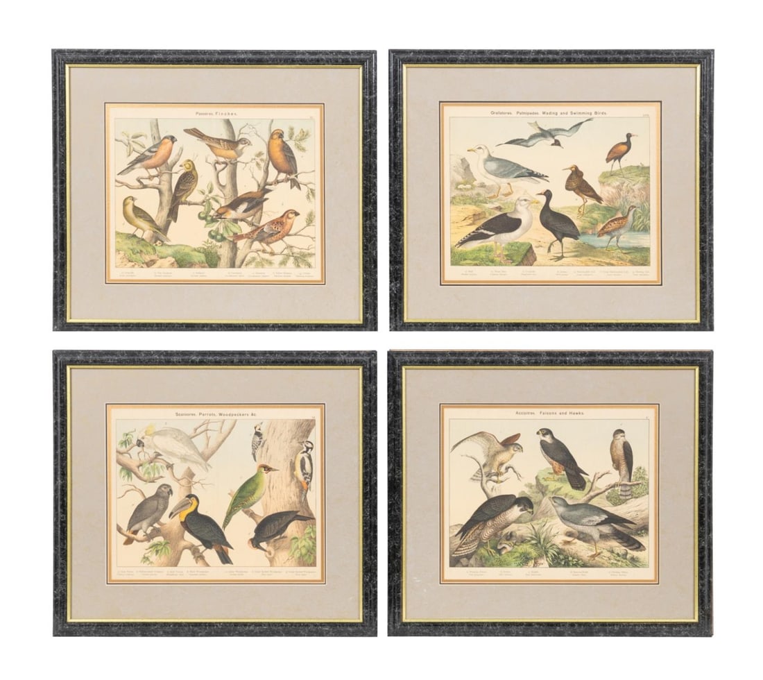 SET OF FOUR LATE 19TH CENTURY BIRD PRINTS FRAMED (1 of 10)