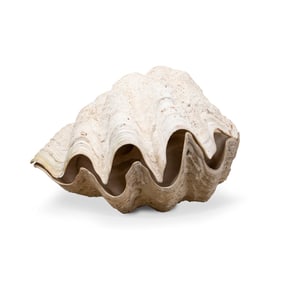 LARGE COMPLETE GIANT CLAM SHELL WITH BOTH HALVES