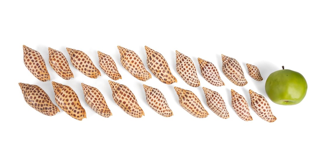 19 SCAPHELLA JUNONIA 'S FROM ADVANCED COLLECTION: 19 different Scaphella Junonia shell examples, all acquired in the 1970's by the collection owner who was a past member in several Conchological societies. This group was all found in Tarpon Springs, 