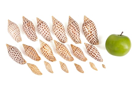 18 SCAPHELLA JUNONIA SHELLS