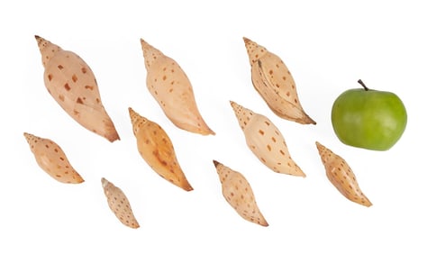 9 SCAPHELLA DUBIA COLLECTION SMALL TO VERY LARGE