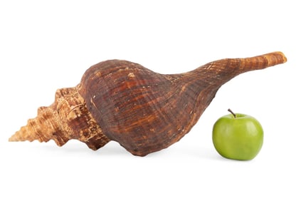 HUGE HORSE CONCH FROM SOUTH FLORIDA 19.5" 495MM