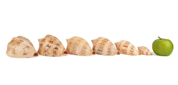 6 LARGE VOLUTE SHELLS, 88 - 211MM