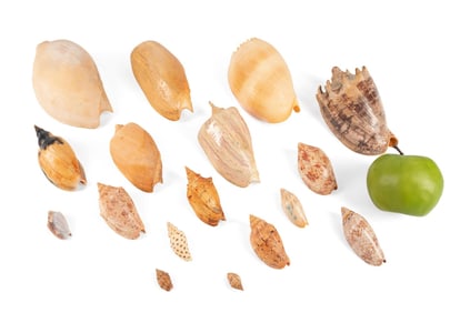 SIXTEEN COLLECTED SHELL W/ LARGE ROBUSTA MARIONAE