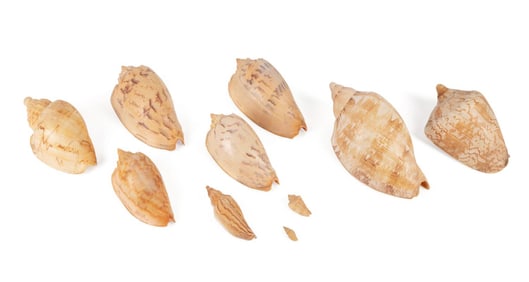 TEN BETTER COLLECTED SHELLS ALL IDENTIFIED