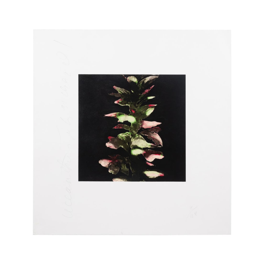 DONALD SULTAN, 'ACANTHUS' SCREENPRINT, 11/128 (1 of 6)