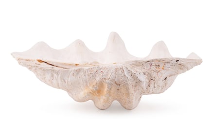 LARGE NATURAL TRIDACNA GIGAS CLAM SHELL