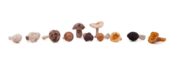 11 MUSHROOMS FROM A HERMES PARIS WINDOW DISPLAY