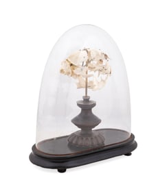 BEAUCHENE TAXIDERMY BOBCAT SKULL IN CLOCHE