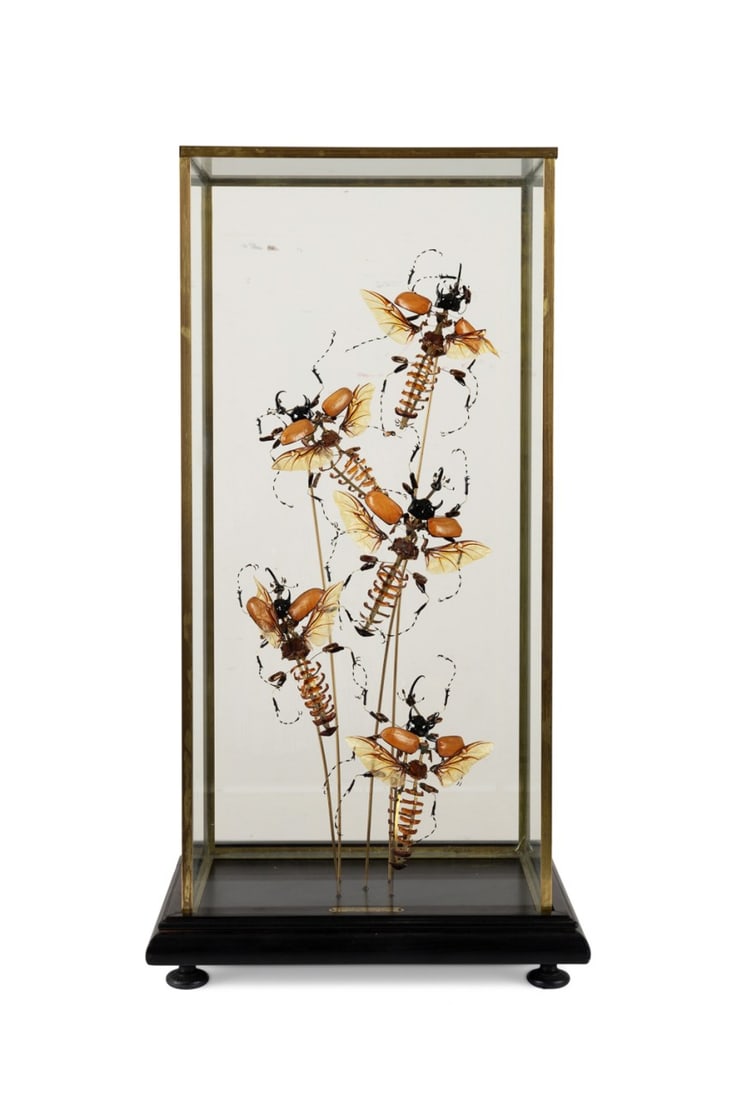 BEAUCHENE RHINOCEROS BEETLE IN GLASS VITRINE (1 of 10)