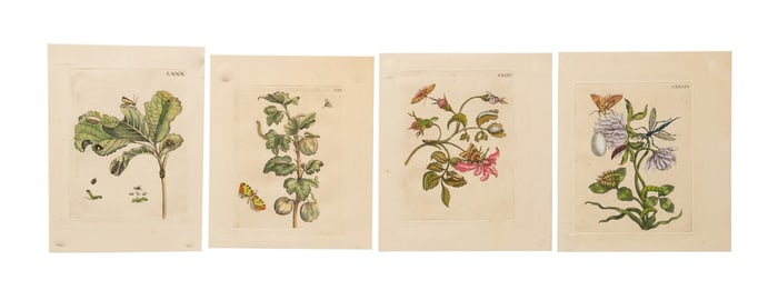 FOUR 1730 ENGRAVINGS, MARIA SIBYLLA MERIAN
