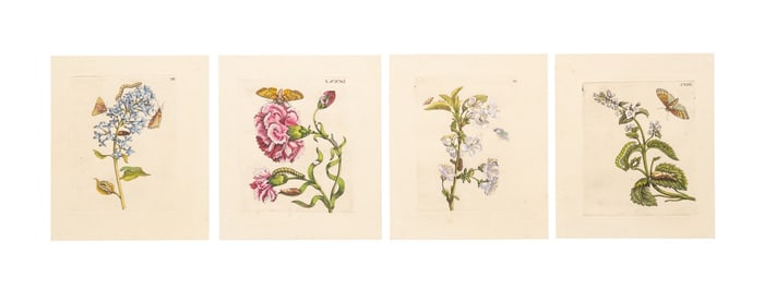 FOUR 1730 ENGRAVINGS, MARIA SIBYLLA MERIAN