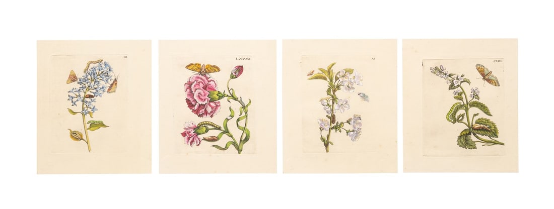 FOUR 1730 ENGRAVINGS, MARIA SIBYLLA MERIAN (1 of 10)