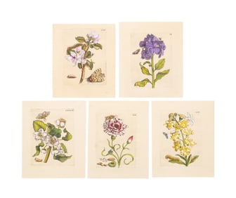 FIVE 1730 ENGRAVINGS, MARIA SIBYLLA MERIAN