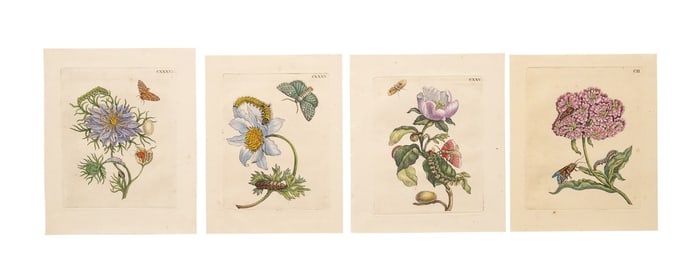 FOUR 1730 ENGRAVINGS, MARIA SIBYLLA MERIAN