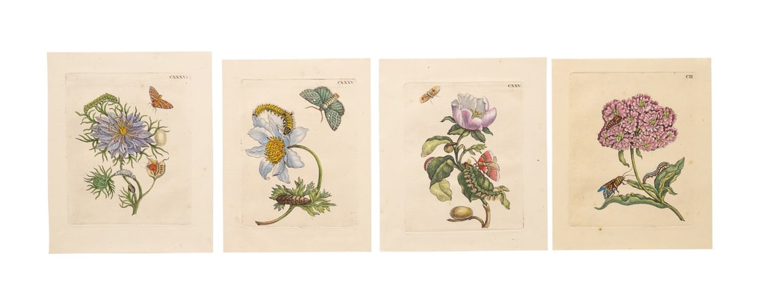 FOUR 1730 ENGRAVINGS, MARIA SIBYLLA MERIAN (1 of 10)