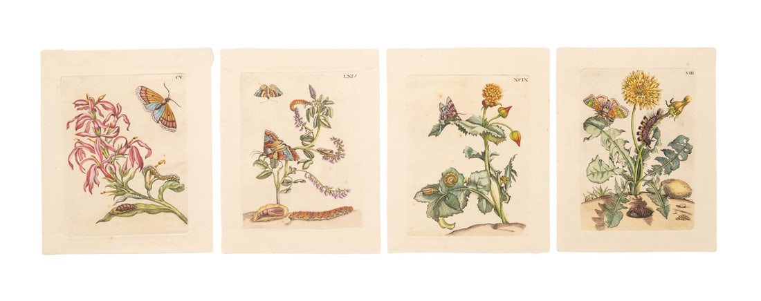 FOUR 1730 ENGRAVINGS, MARIA SIBYLLA MERIAN (1 of 10)