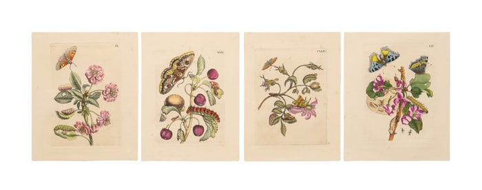 FOUR 1730 ENGRAVINGS, MARIA SIBYLLA MERIAN
