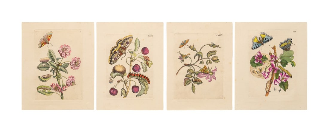 FOUR 1730 ENGRAVINGS, MARIA SIBYLLA MERIAN (1 of 10)