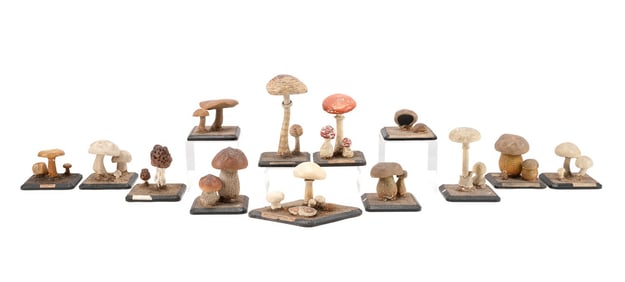 13 ANTIQUE SCIENTIFIC MUSHROOMS MODELS
