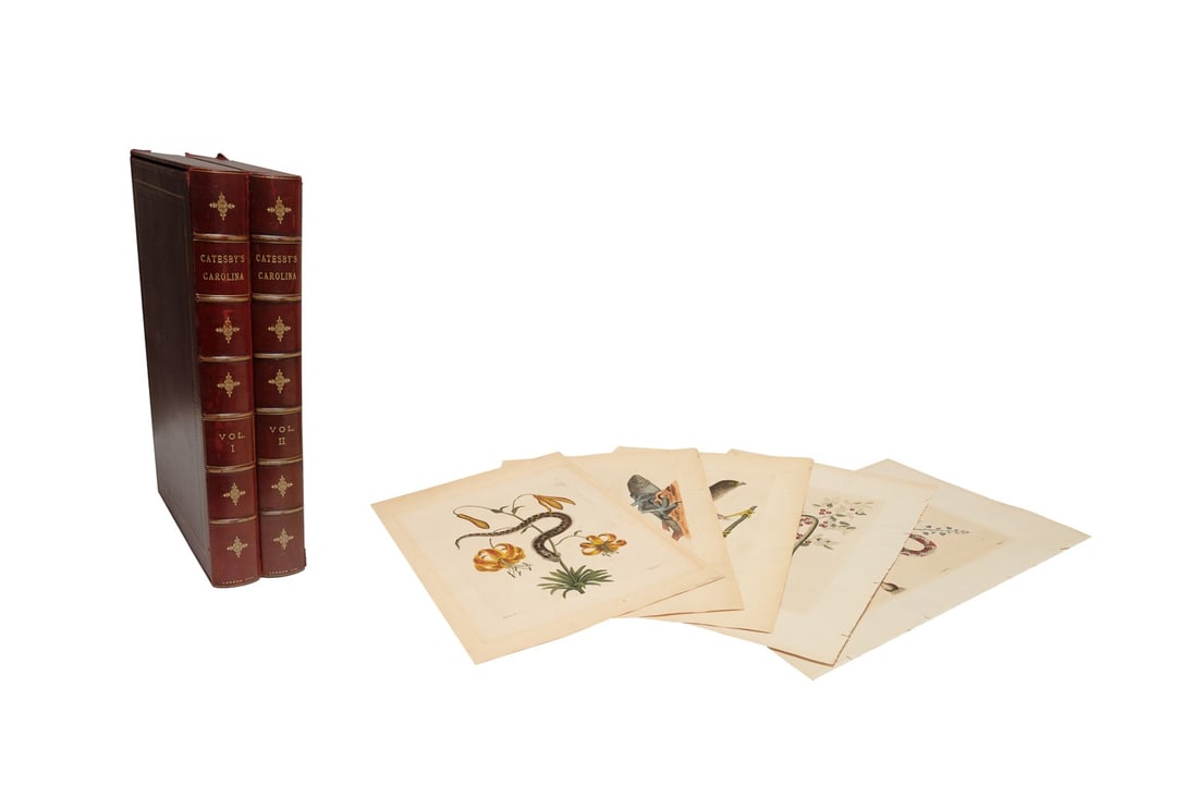 MARK CATESBY, 139 ETCHINGS FROM VOL I & II, LAID PAPER: Mark Catesby, F.R.S. (English, 1683-1749). 139 loose hand colored etchings from "Natural History Folio Vol. I and II: The Natural History of Carolina, Florida and the Bahama Islands". Printed by the a