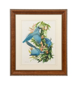 MOULTON LEE ADAMS, COLUMBIA JAY BIRDS, GOUACHE