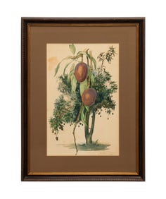 MOULTON LEE ADAMS, 1948 FRUIT TREE WATERCOLOR