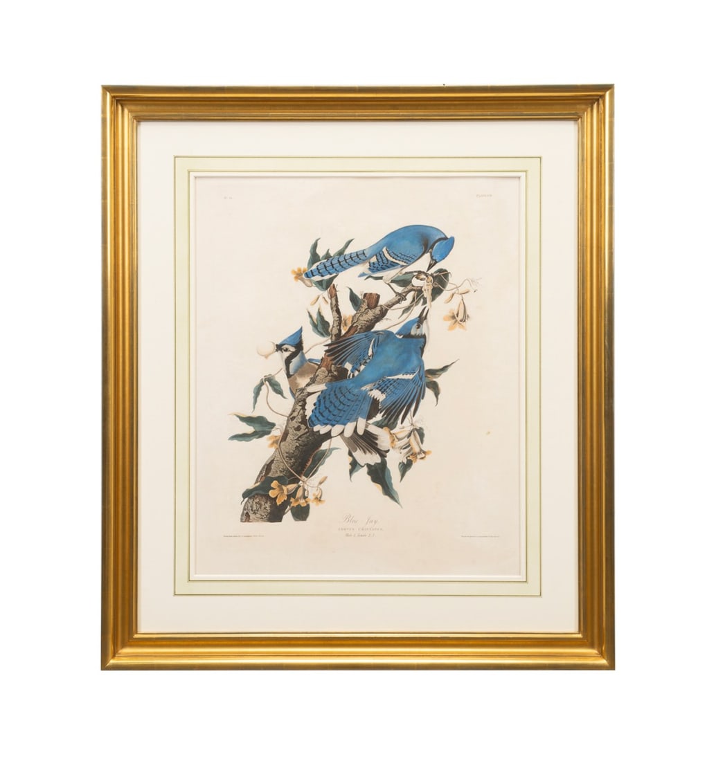 AUDUBON / HAVELL 'BLUE JAY' PLATE 102 ENGRAVING: John James Audubon (American, 1785-1851), printed and colored by Robert Havell (English, 1793-1878). "Blue Jay" no. 21, plate 102, circa 1827-1838, from "The Birds of America" Havell edition, hand col