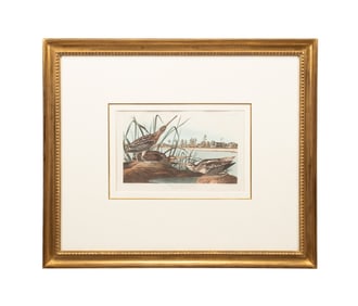 AUDUBON / HAVELL 'AMERICAN SNIPE' PL 243 ENGRAVING