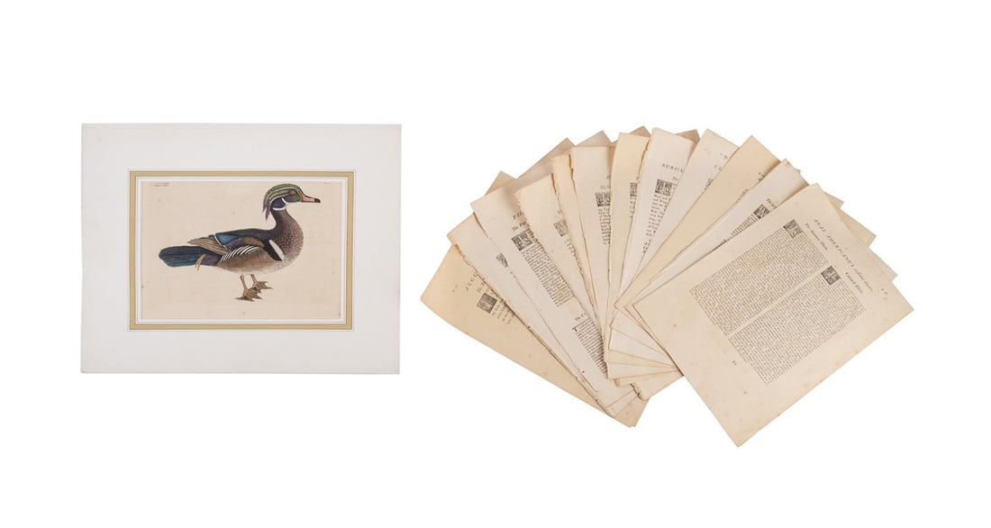 MARK CATESBY, 'THE SUMMER DUCK', ENGRAVING, PL. 97: Mark Catesby, F.R.S. (English, 1683-1749). "The Summer Duck" - circa 1731-1754, Vol. 1, Plate 97, from The Natural History of Carolina, Florida and the Bahama Islands, hand colored engraving on laid p