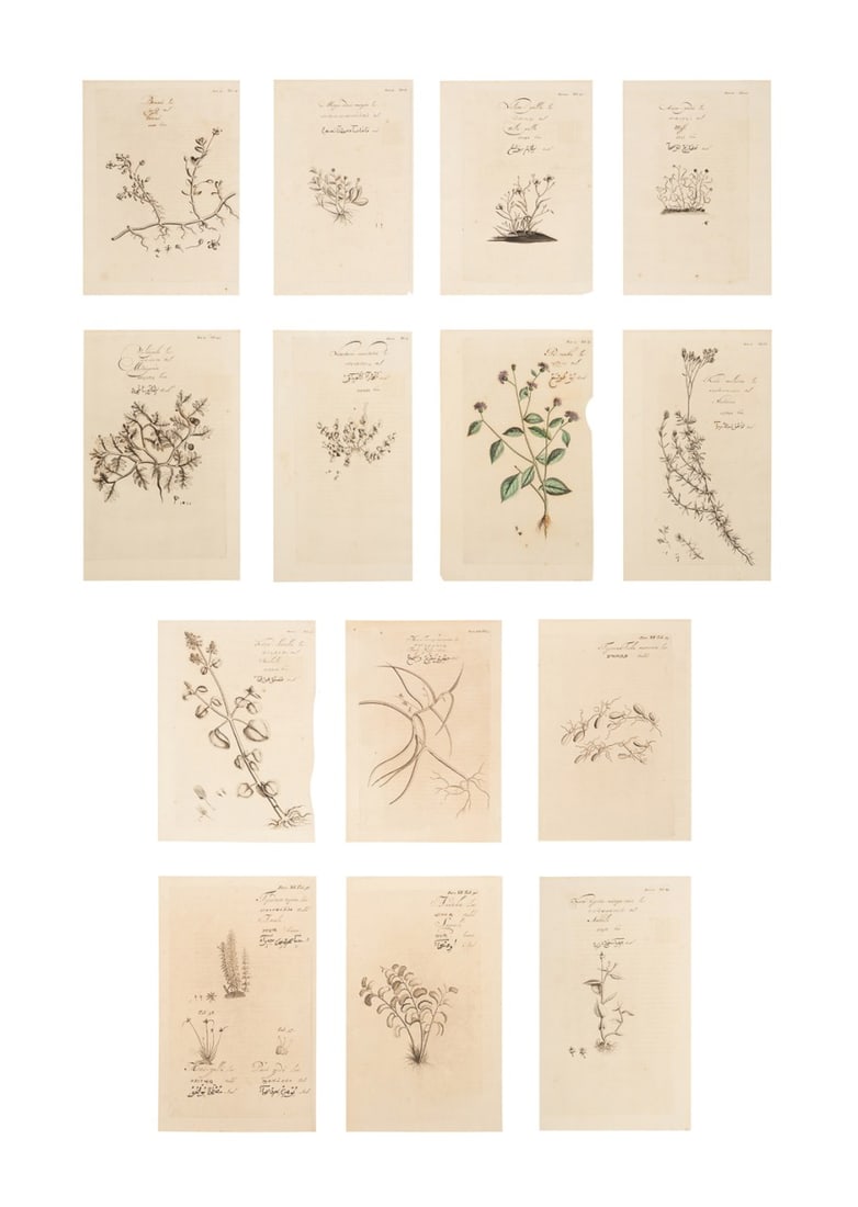 14 PLANT ENGRAVINGS; VOL 10 & 12, AFTER VAN RHEEDE (1 of 20)