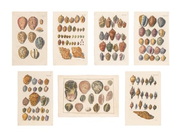 SEVEN 18TH C. BENARD & SCHROTER SHELL ENGRAVINGS