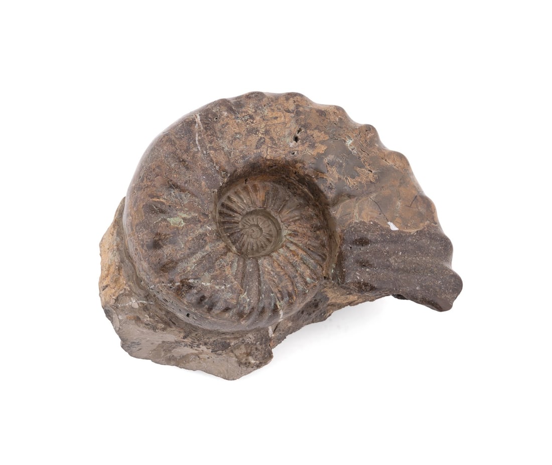 LARGE POLISHED AMMONITE SPECIMEN ON A STONE BASE (1 of 7)