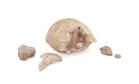 FOSSILIZED TURTLE STYLEMYS NEBRASCENSIS & EGGS