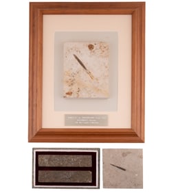 FOUR FOSSIL SPECIMENS 2-HIBOLITE & 2-TRILOBITES