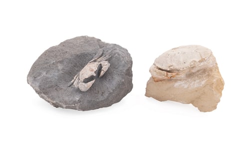 TWO CRAB FOSSILS IN MATRIX
