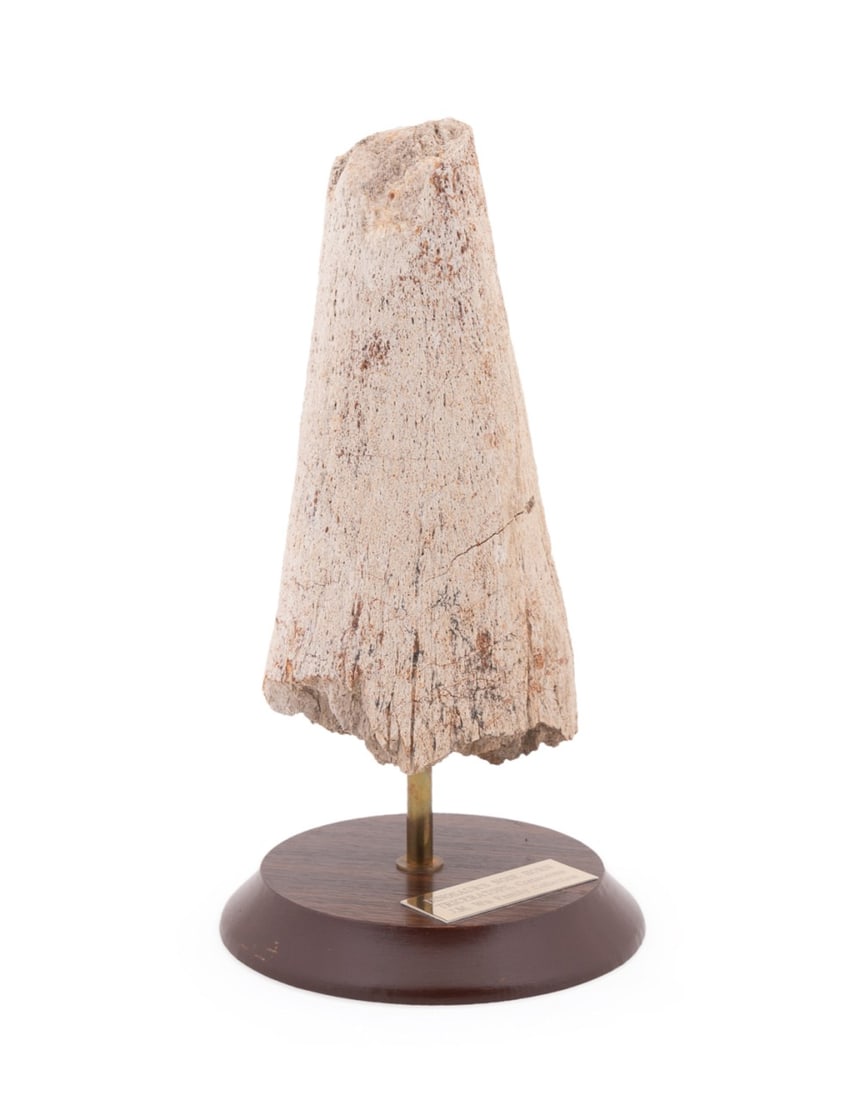 TRICERATOPS NOSE OR BROW HORN MOUNTED ON A STAND: Cretaceous Period (145 to 66 million years BP). Triceratops nose or brow horn mounted on a metal shafted wood stand. Apparently unsigned. Provenance: The Estate of Jain Ming James Wu, Huntsville, AL. 