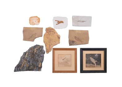 NINE COMPLETE FOSSILS PRESERVED IN ROCK SLABS