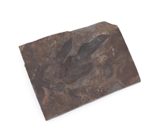 FOSSILIZED DINOSAUR TRACKWAY SPECIMEN