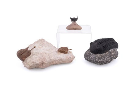 THREE TRILOBITE FOSSILS ON MATRIX