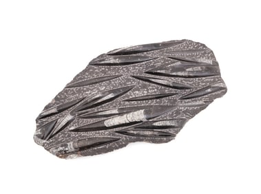 ORTHOCERAS MASS CASUALTY FOSSIL SPECIMEN PLATE