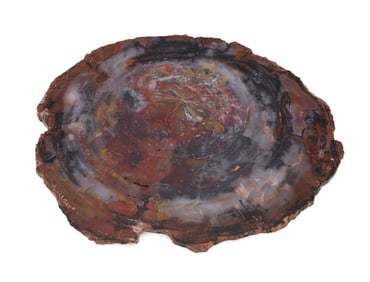 LARGE MULTI-COLORED PETRIFIED WOOD SLICE