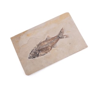 LARGE GREEN RIVER MIOPLOSUS FISH FOSSIL ON SLAB