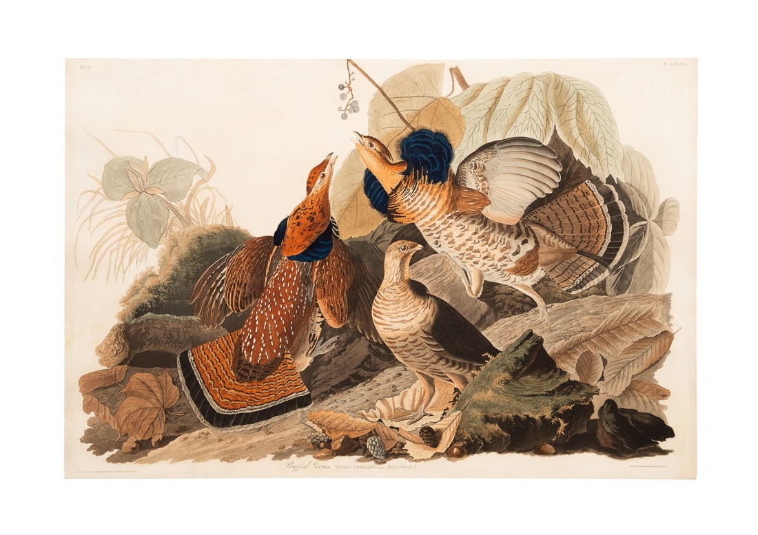 AFTER AUDUBON / HAVELL RUFFED GROUSE, PLATE 41: After John James Audubon (American, 1785-1851), printed and colored by Robert Havell (English, 1793-1878). "Ruffed Grouse" No. 9, Plate XLI - circa 1828, engraving with etching, hand-colored aquatint