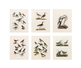SELBY, SIX ILLUST. OF BRITISH ORNITHOLOGY UNFRAMED